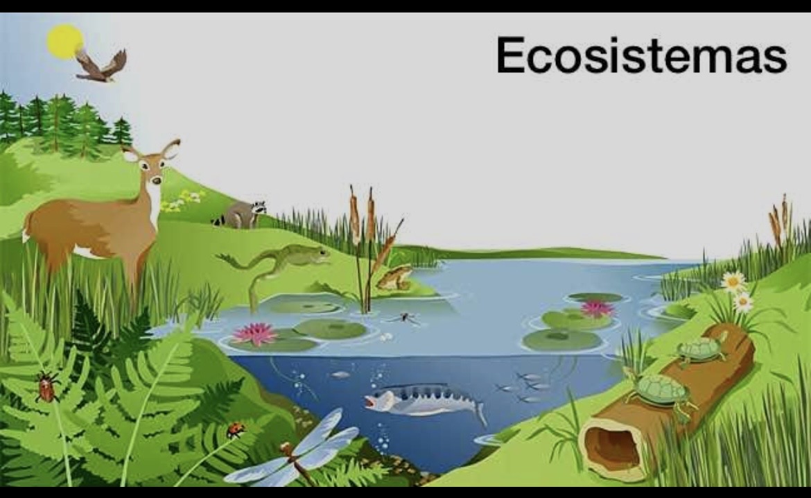 El ecosistema